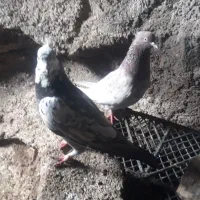 کبوتر