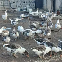 فروش غاز محلی|حیوانات مزرعه|پیرانشهر, |دیوار