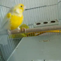 قناری نر|پرنده|کبودرآهنگ, |دیوار