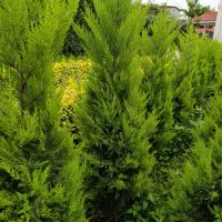 فروش لاوسون گلدان ۱۲