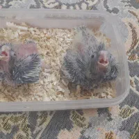 جوجه عروس هلندی فروشی