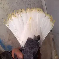 نرماده کلاغ دم سفید عروسک|پرنده|کرمان, |دیوار