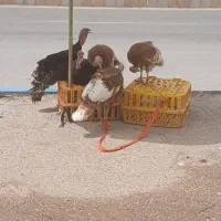 بوقلمون ها