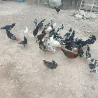 فروش جوجه خروس