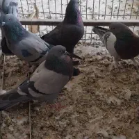 کبوتر اصفهانی|پرنده|خمینیشهر, |دیوار