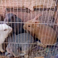 مرغ خروس  و خرگوش|موش و خرگوش|خواف, |دیوار