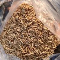 بذر شالی فجر سوزنی ۹۰ روزه