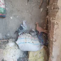 کبوتر|پرنده|نیشابور, دهنو|دیوار