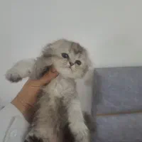 گربه اسکاتیش و بریتیش و پرشین|گربه|آبادان, |دیوار