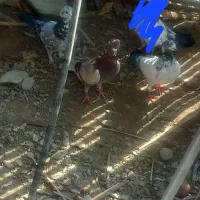 کفتر کهنوج