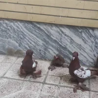 کبوتر