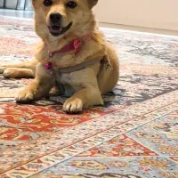 گمشدگان حیوانات