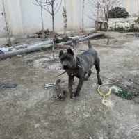 سگ کنکورسو(کین کورسو)