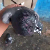 کفتر پرشی|پرنده|دماوند, دماوند|دیوار