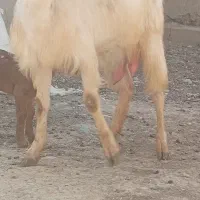 دو تابز جوان بزغاله دار