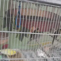 قناری سفید طلایی پرتقالی|پرنده|آباده, |دیوار