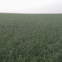 جو آبی