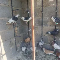 کبوتر بیله