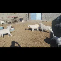 بز سانن اصل