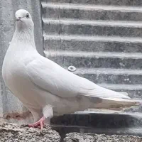 کبوتر نر پرشی سفید