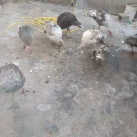 دو بوقلمون نر دونه 3200ماده 3تمن|حیوانات مزرعه|دهدشت, |دیوار