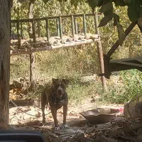 واگذاری پیتبول ماده ۱۱ ماهه|سگ|هشتگرد, تهران دشت|دیوار