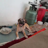 توله ۶ ماهه نژاد باکسر