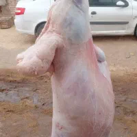 قصاب سیار درمحل