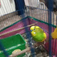 مرغ عشق با تخم|پرنده|تهران, نعمتآباد|دیوار