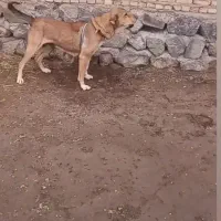 واگذاری ماده سرابی اصیل