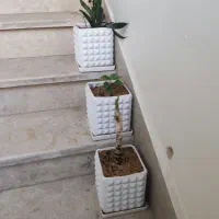 گلدان سرامیکی|گل و گیاه طبیعی|تهران, شهرک صادقیه|دیوار