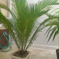 انواع  گلها  سیکاس ویوکا|گل و گیاه طبیعی|رشت, پیرکلاچای|دیوار