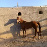 اسب مادیان ۵ ساله|اسب و تجهیزات اسب‌سواری|بزینه رود, |دیوار