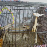 فنچ|پرنده|نسیم‌شهر, |دیوار