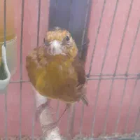 جوجه سهره قناری نر دهن لر ۳ ماهه