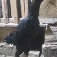 خروس  لاری اوشامو ومرغ برهما|حیوانات مزرعه|قروه, |دیوار