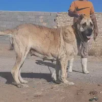 ماده سگ اصیل خراسانی