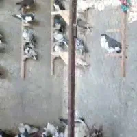 کبوتر