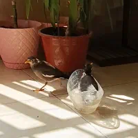 مرغ مینا گم شده