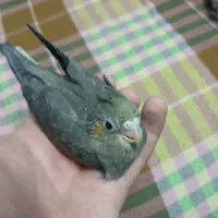 جوجه عروس هلندی