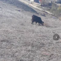 فروش بزغاله