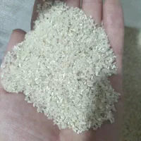 سر لاشه برنج‌فجر