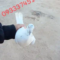 کفتر|پرنده|زرندیه, |دیوار