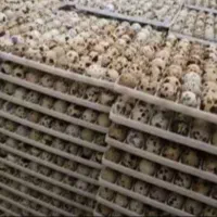 تخم نطفه دار بلدرچین گوشتی(عمده)