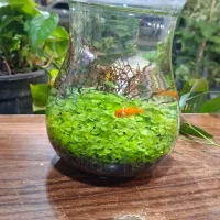 تراریوم زیبای زینتی