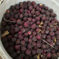 گویژ و به|اسباببازی|مریوان, |دیوار