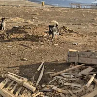 ۳تا سگ هم قار