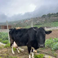 گاو آمریکایی با گوساله نر