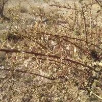 نیازمند نیرو وارد برای اصلاح زرشک