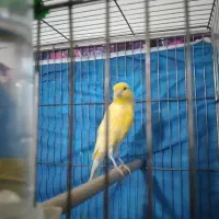 قناری نر زرد کشیده